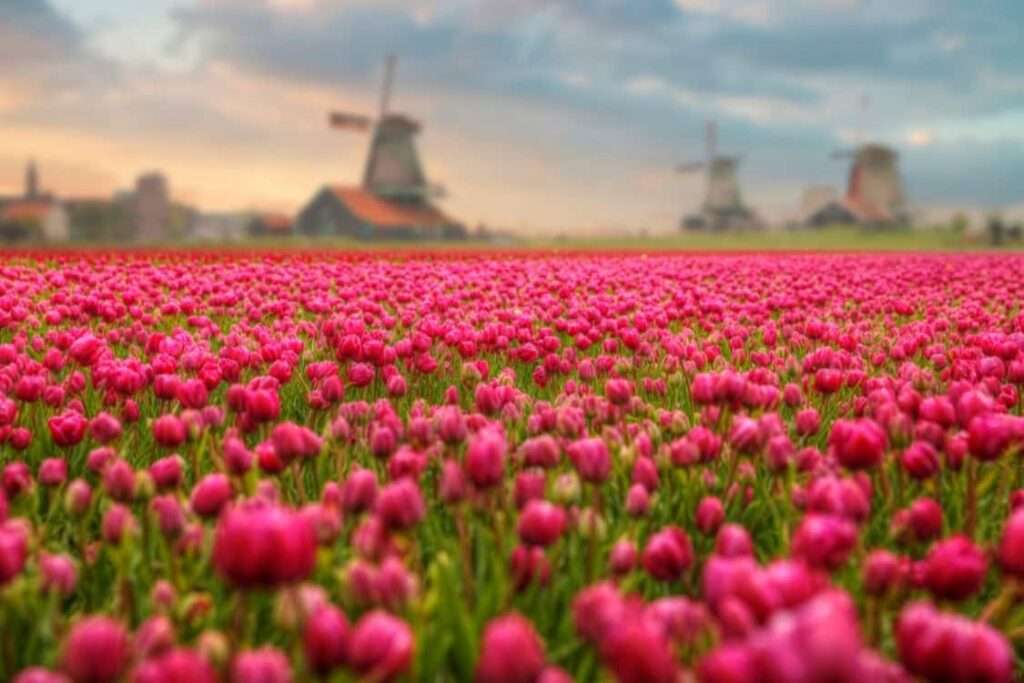 السياحة في هولندا و أفضل 10 مدن هولندا السياحية
