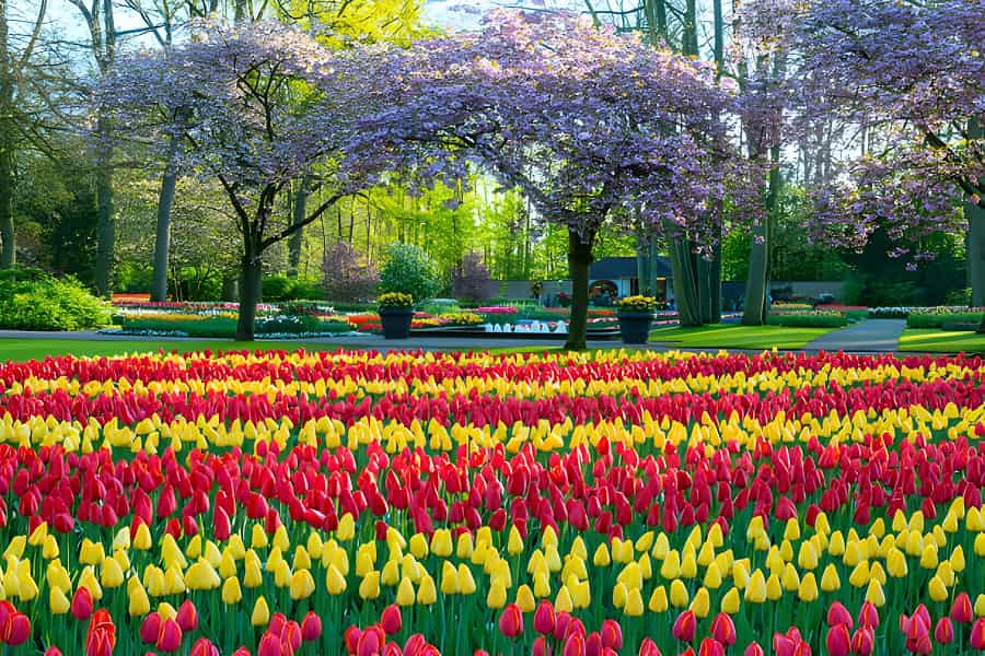 حديقة كويكنهوف امستردام Keukenhof