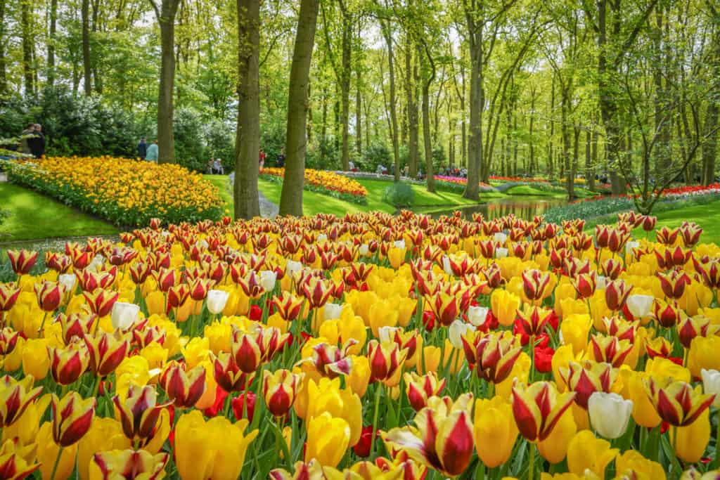 حديقة الزهور في أمستردام