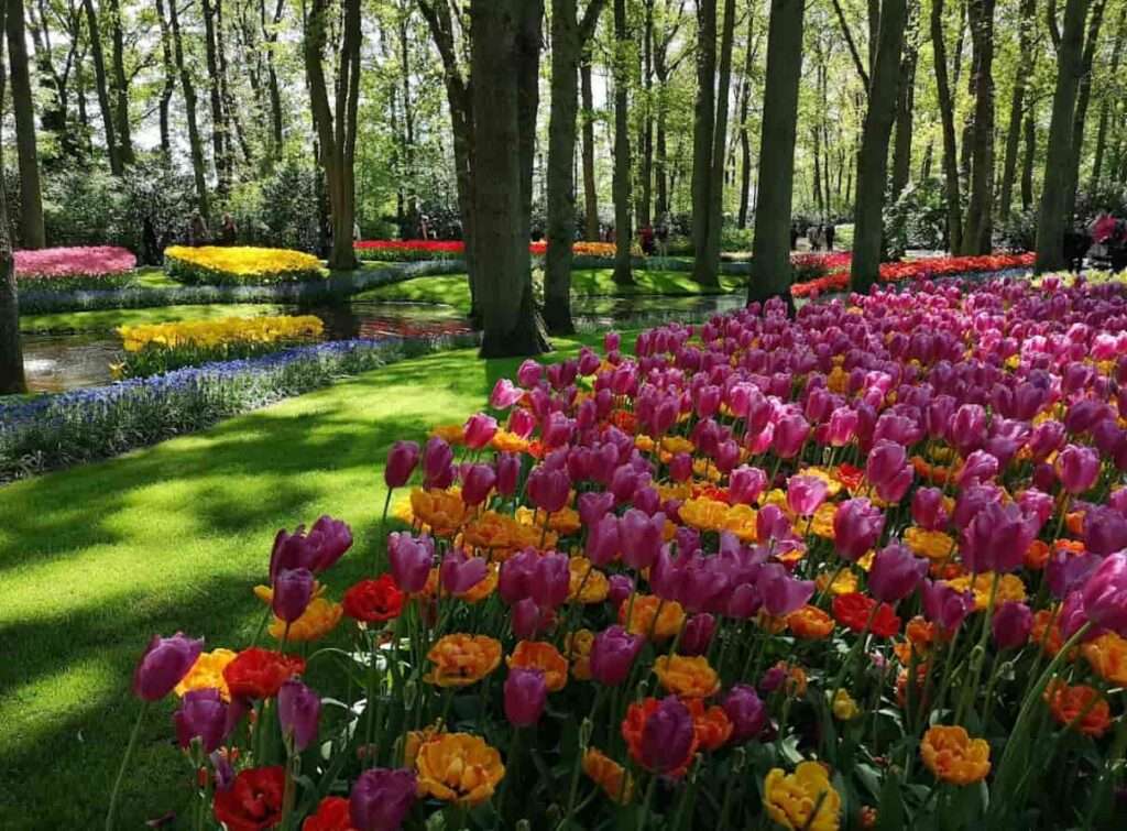 جولات سياحية في امستردام